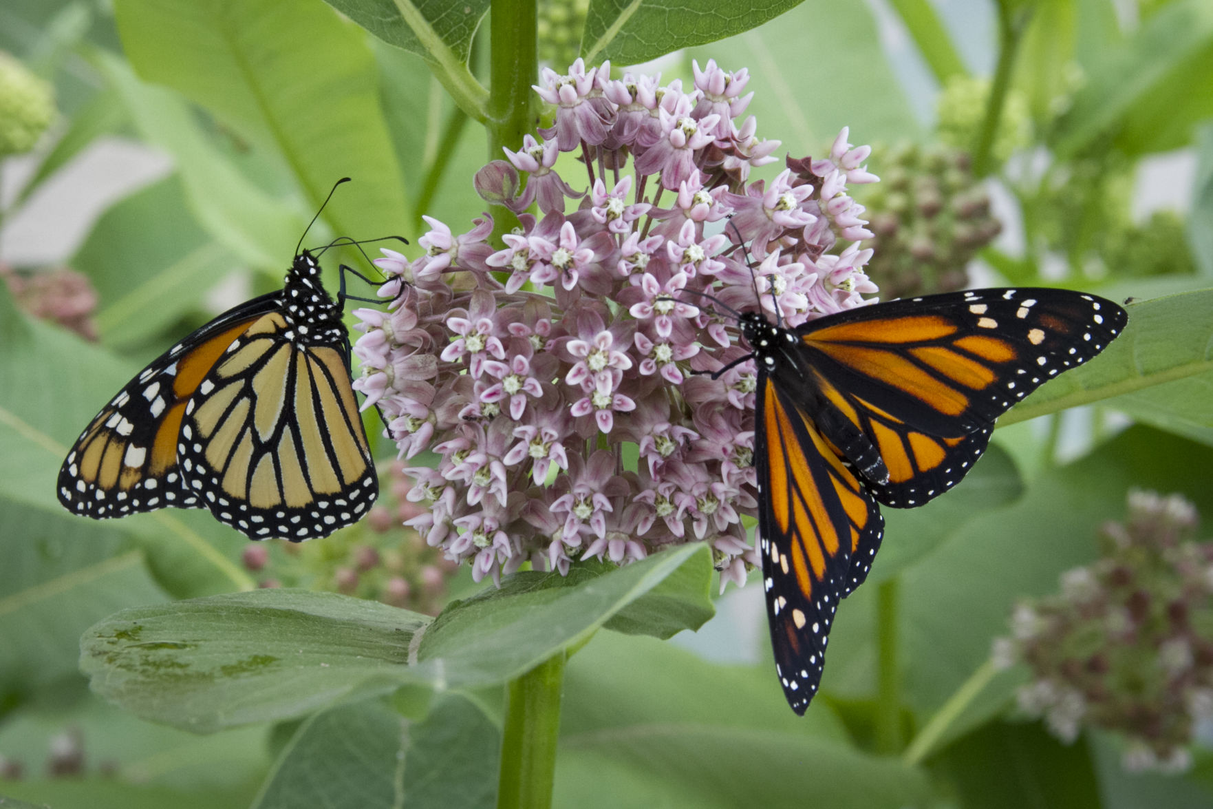 Monarchs